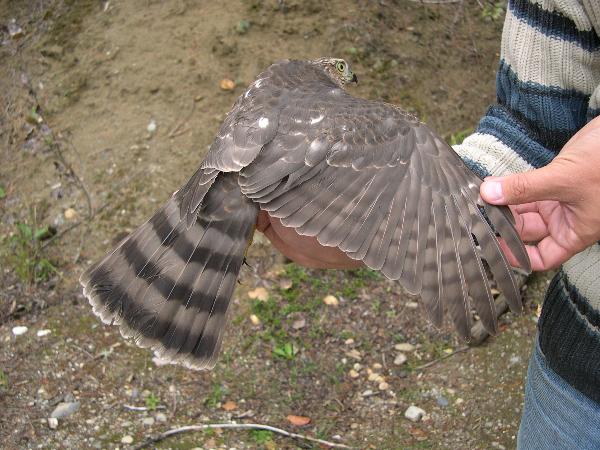 Photo of Accipiter striatus by Amelie Rousseau
